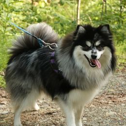 Love Bug - Pomsky