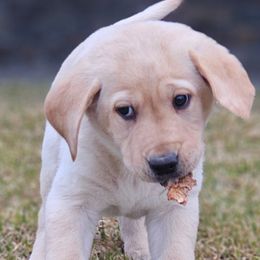 Girl 1 - Yellow Labrador Retriever puppy in Helena, Montana from Whistling Wings Retrievers, LLC.