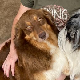 KOKO - Australian Shepherd