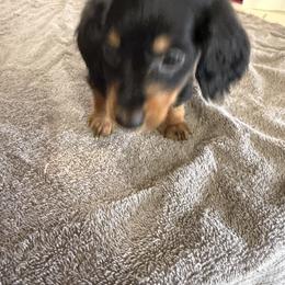 Boy 1 - Black and tan male Dachshund puppy in Mount Pleasant, Texas from Swaffords Dachshund Kingdom