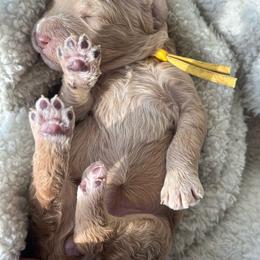 Grace - Apricot female Goldendoodle puppy in Waterford, California from Alvdoodles