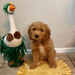 Ray - Male - Red  male Goldendoodle puppy in Peoria, Arizona from Wroth's Pawsibilities