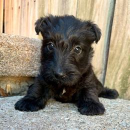 Pinky - Black female Scottish Terrier puppy in Chattanooga, Oklahoma from Lottie Dottie Scottie’s and Papillons