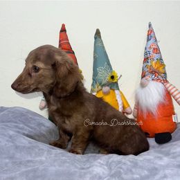 Truffle - AKC FULLRIGHTs - Cream female Dachshund puppy in Huntington, Texas from Camacho_Dachshunds