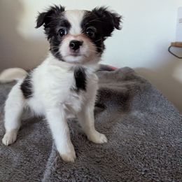 Ursula - White black and tan female Papillon puppy in Joshua, Texas from Summertime Kennels