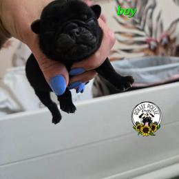 Boy - Black male Pug puppy in Keysville, Georgia from Rollee Pollee Pugs