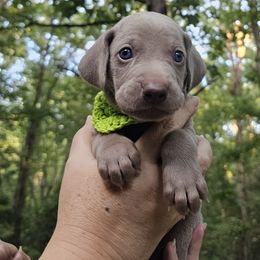 Green (Previously Brown) Collar Boy - Weimaraner puppy from Upstate Weims