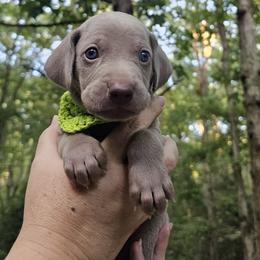 Green (Previously Brown) Collar Boy - Weimaraner puppy from Upstate Weims