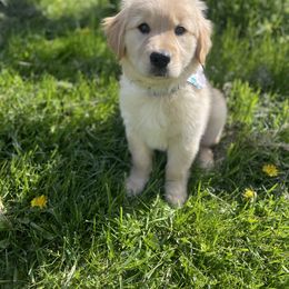 Golden Retriever Puppies from Virginia Goldens