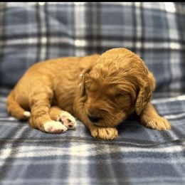 Teal - Red  female Goldendoodle puppy in Fayetteville, Arkansas from Mountain Grove Doodles