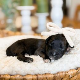 Lainey - female Australian Mountain Doodle puppy in Pittsburgh, Pennsylvania from WestPenn Doodles LLC