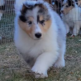 Collie Puppies from Riverrun Collies