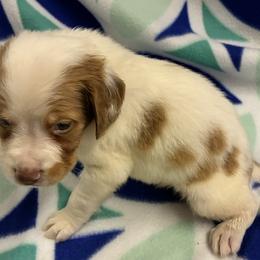 Krystal boy 2 - Orange and white male Brittany puppy in Floyd Knobs, Indiana from Cross Creek Brittanys
