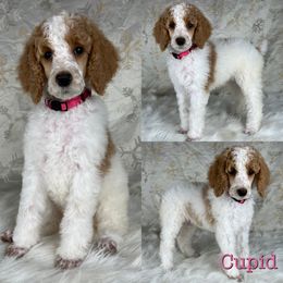 Cupid - Parti Poodle puppy in Swansboro, North Carolina from Monarch Standard Poodles
