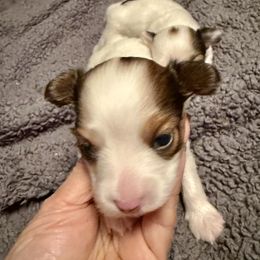 Boy 2 - Sable male Papillon puppy in Fremont, Michigan from Barque