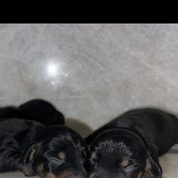 Boy 2 - Black and tan male Dachshund puppy in Jurupa Valley, California from Divine Doxies