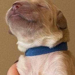 "Beau Monde "Beau", born 2/6/2020 (Goldendoodle)" Goldendoodle, Golden Retriever, and Sheepadoodle Puppies from Guppy Puppies