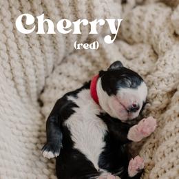 Cherry - Black and white male Sheepadoodle puppy in Patterson, California from Dooling Doodles