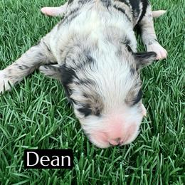 Dean - Blue merle male Aussiedoodle puppy in Bakersfield, California from Annie's Aussies