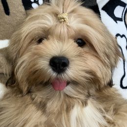 NIA Temp. Name Meaning RADIANCE BRILLIANCE, RESOLVE JF2 FEMALE FLORIDA AKC LHASA APSO MULTI ANCESTRY - Golden female Lhasa Apso puppy in Bell, Florida from Maryann & Kandis