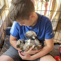 Shichon Puppies from Mel’s Shichon Teddy Bear Puppies
