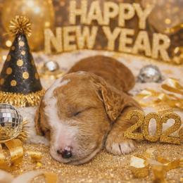 Apollo - Red  male Goldendoodle puppy in Boise, Idaho from Goldendoodle Baby