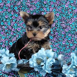 Donnie - Blue and gold male Yorkshire Terrier puppy in Pinellas Park, Florida from Silversands Yorkshire Terriers