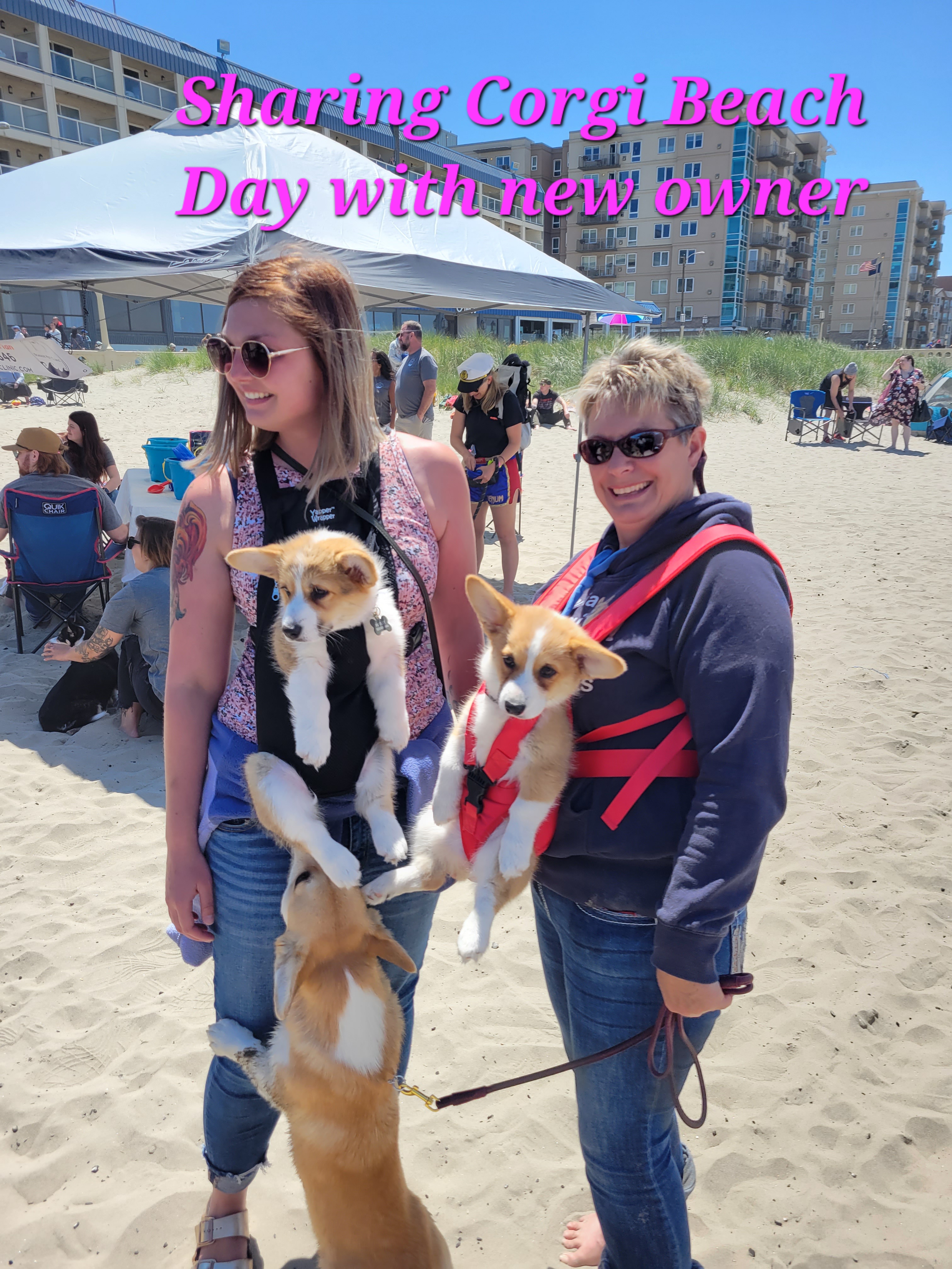 Pembroke Welsh Corgi Puppies from California Corgi Butts