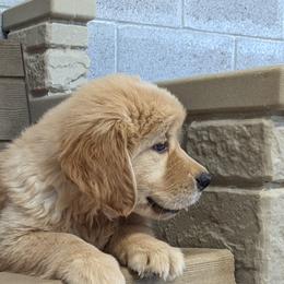 Australian Shepherd and Golden Retriever Puppies from Happy Valley Farms