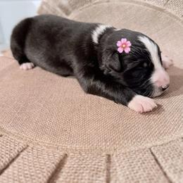 Lainey - Black & white female Australian Shepherd puppy in Winnabow, North Carolina from Lazy Dayz Ranch