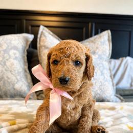 Goldie - Apricot female Goldendoodle puppy in Sanford, Florida from Florida Coast Golden Doodles