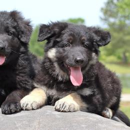 German Shepherd Puppies from Oakmont Shepherds