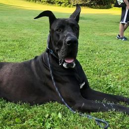 French Bulldogs and Great Danes from Pink Star Danes and French Bulldogs