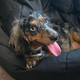 Skye - Dachshund