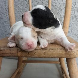 Cavapoo puppies from Ever After Doodles Arizona