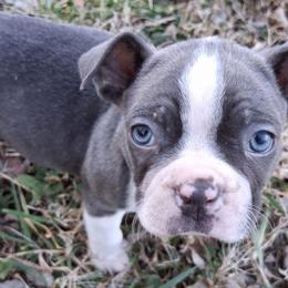 Mike - Blue male Boston Terrier puppy in Smallett, Missouri from B's Bostons