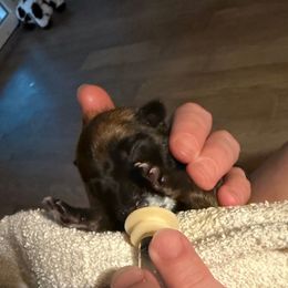 Piper - Red sable female Belgian Malinois puppy in Linwood, Michigan from Gillis Malinois