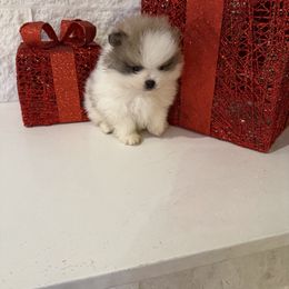 Boy 2 - Blue merle male Pomeranian puppy in Meridian, Idaho from Precious poms