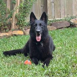 Odin - German Shepherd