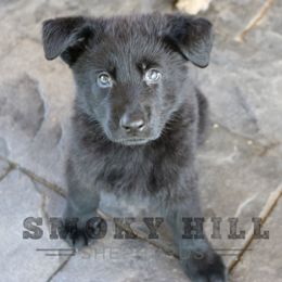 German Shepherd Puppies from Smoky Hill Shepherds