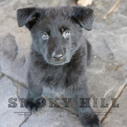 German Shepherd Puppies from Smoky Hill Shepherds