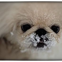 Pekingese Puppies from Tao Pekingese