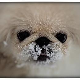 Pekingese Puppies from Tao Pekingese