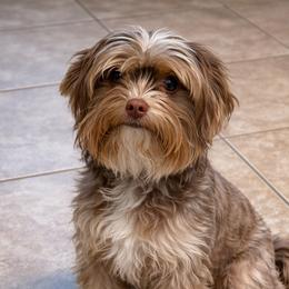 Bliss - Yorkshire Terrier