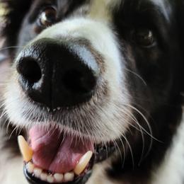 Border Collies from BCX Stockdogs