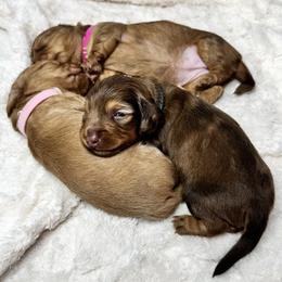 Dachshund Puppies from Redland Dachshund Grove