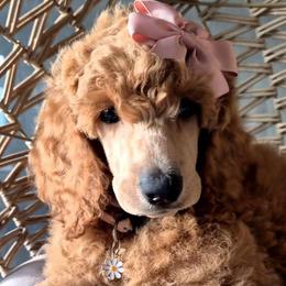 Lady Rosebud - Red  female Poodle puppy in El Paso, Texas from Paws Of Beauty