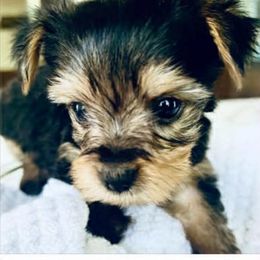 Johnny Mathis - Black and tan male Yorkshire Terrier puppy in Bakersfield, California from Central Valley Yorkies