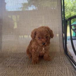 McDonalds - Red male Cavapoo puppy in Kirksville, Missouri from Show Me Poodles Doodles and Cavaliers