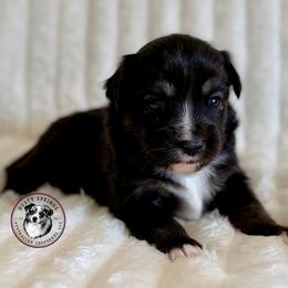 Tommy - Black tri male Toy Australian Shepherd puppy in East Berlin, Pennsylvania from Dusty Spring Australian Shepherds, LLC
